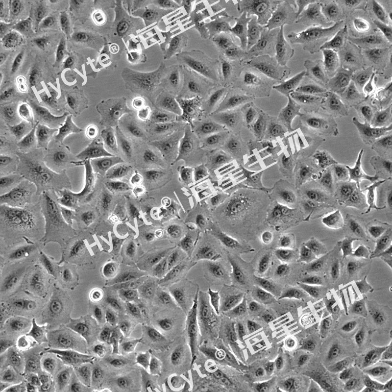 人非小細胞肺癌細胞(A549)
